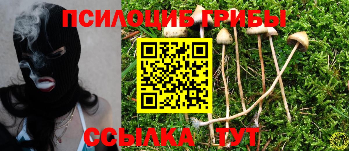 Галлюциногенные грибы Psilocybine cubensis Ахтубинск